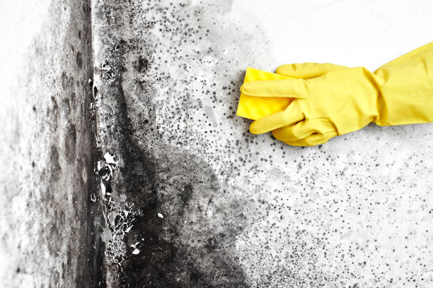 Best Toxic Mold Removal  in Falfurrias, TX