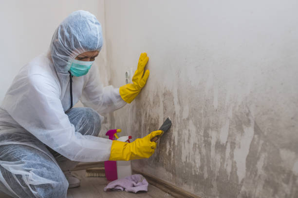 Best Mold Testing  in Falfurrias, TX