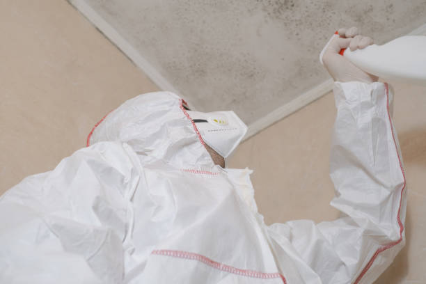 Best Fast Mold Removal  in Falfurrias, TX