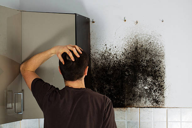 Best Emergency Mold Removal  in Falfurrias, TX