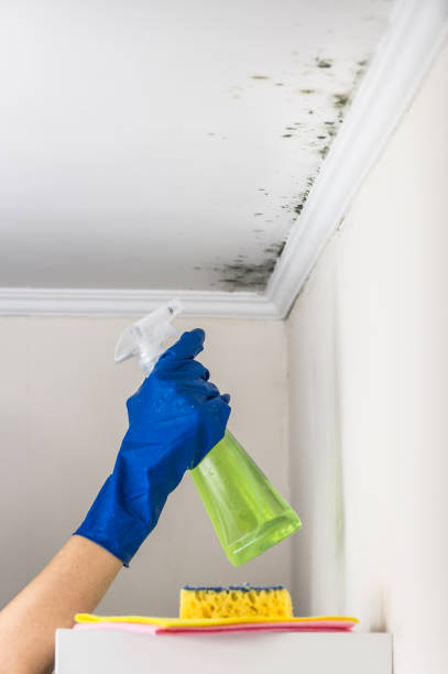 Best Crawl Space Mold Removal  in Falfurrias, TX